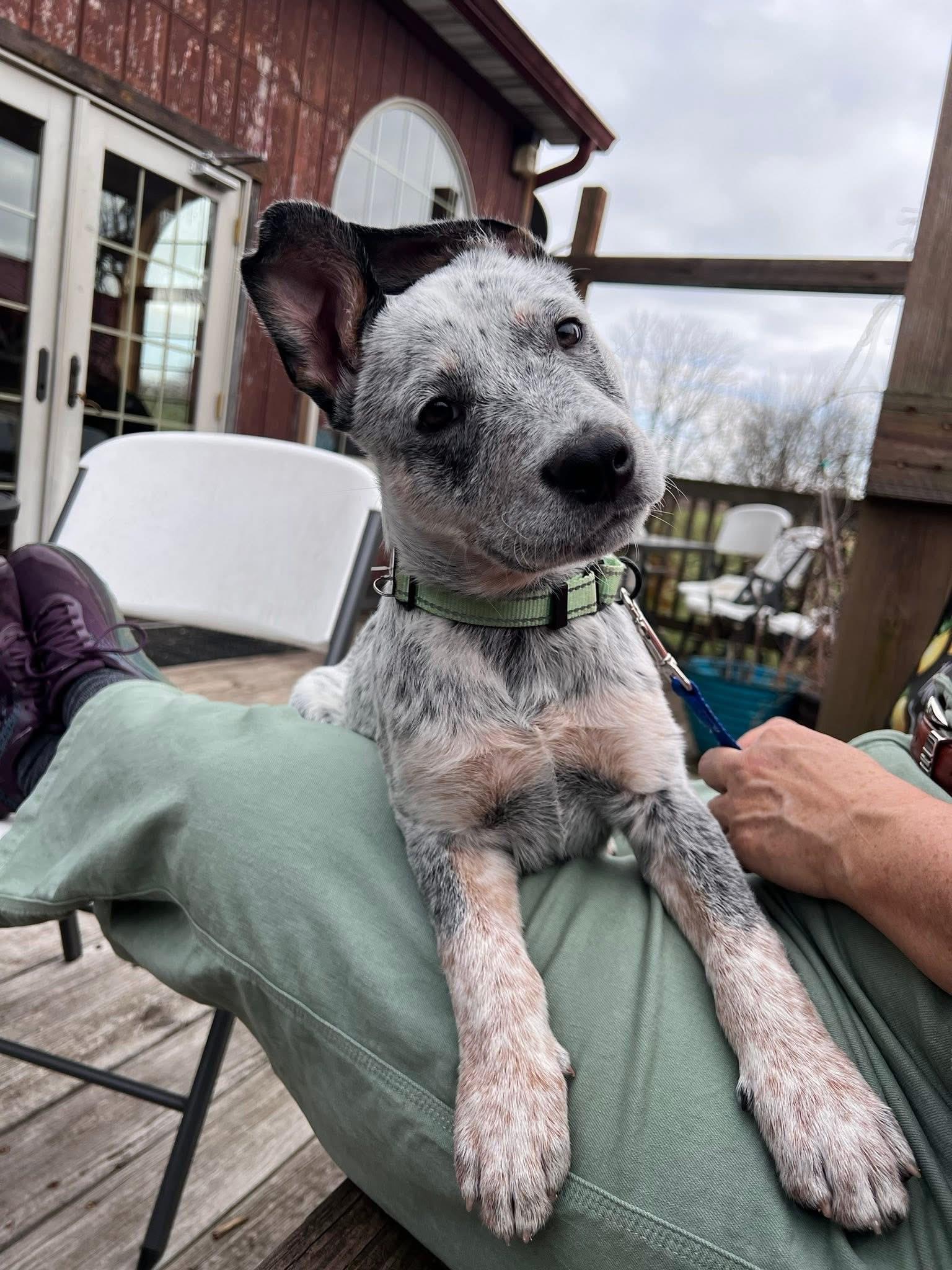 Enlarge Boris, a ADOPTABLE Australian Cattle Dog / Blue Heeler in Lexington, KY image 2/6