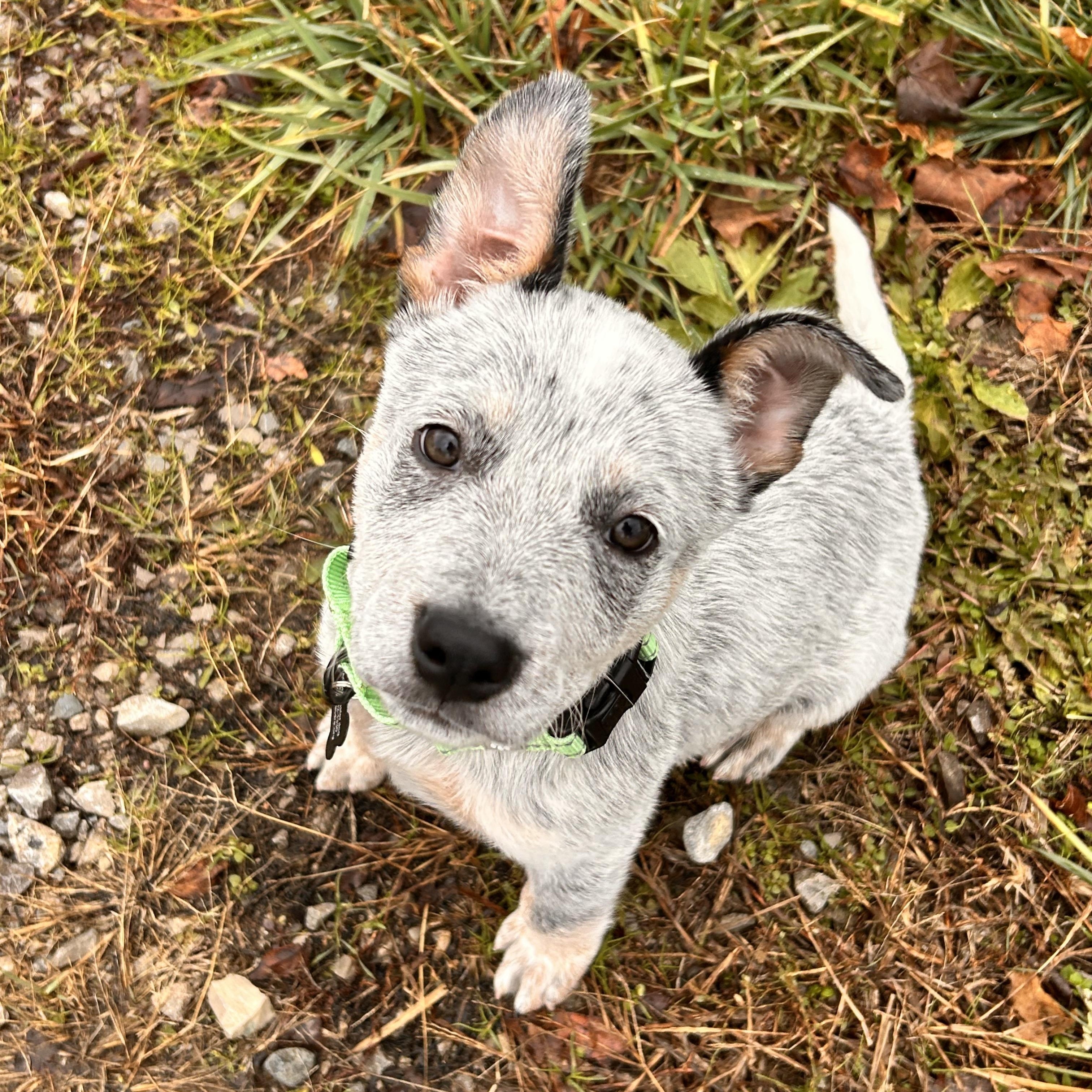 Enlarge Boris, a ADOPTABLE Australian Cattle Dog / Blue Heeler in Lexington, KY image 2/4