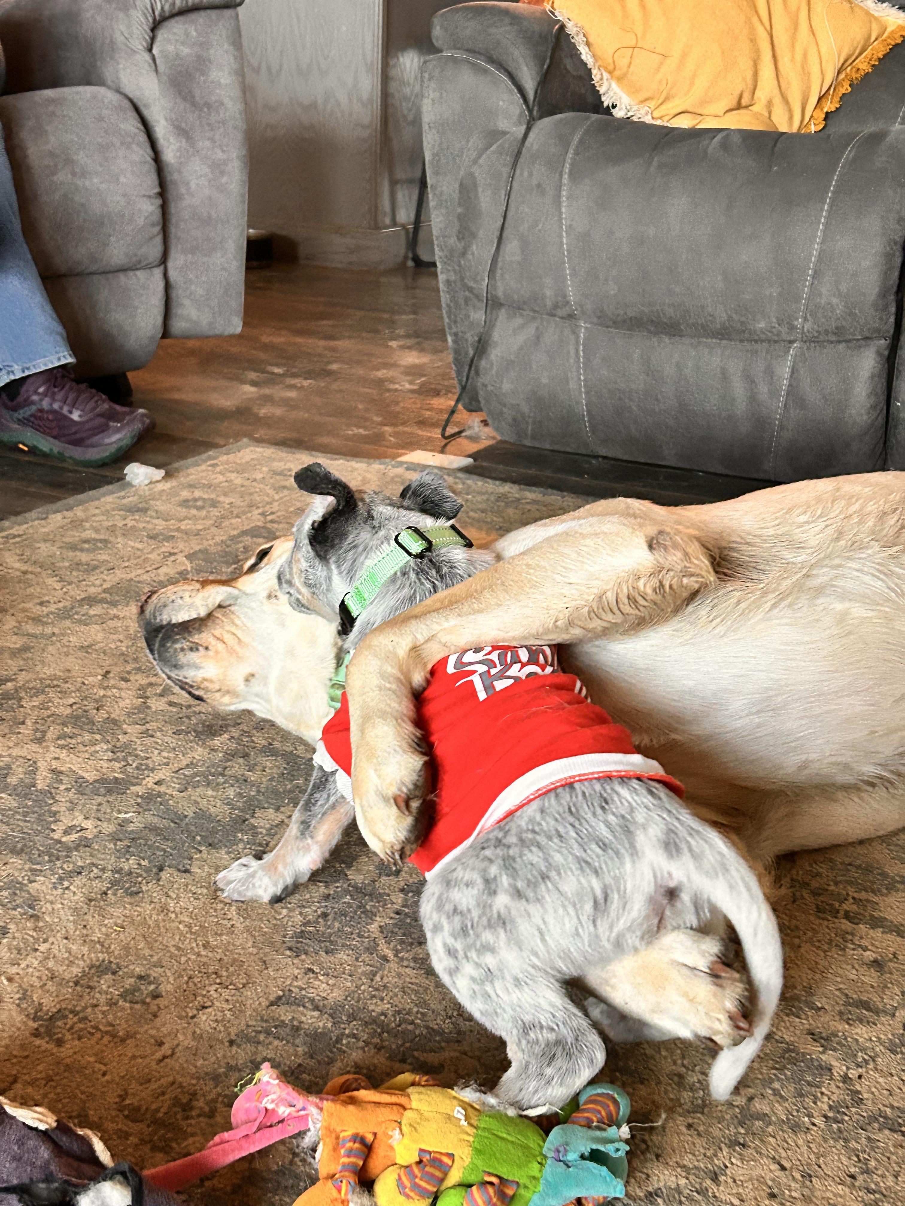 Enlarge Boris, a ADOPTABLE Australian Cattle Dog / Blue Heeler in Lexington, KY image 3/4