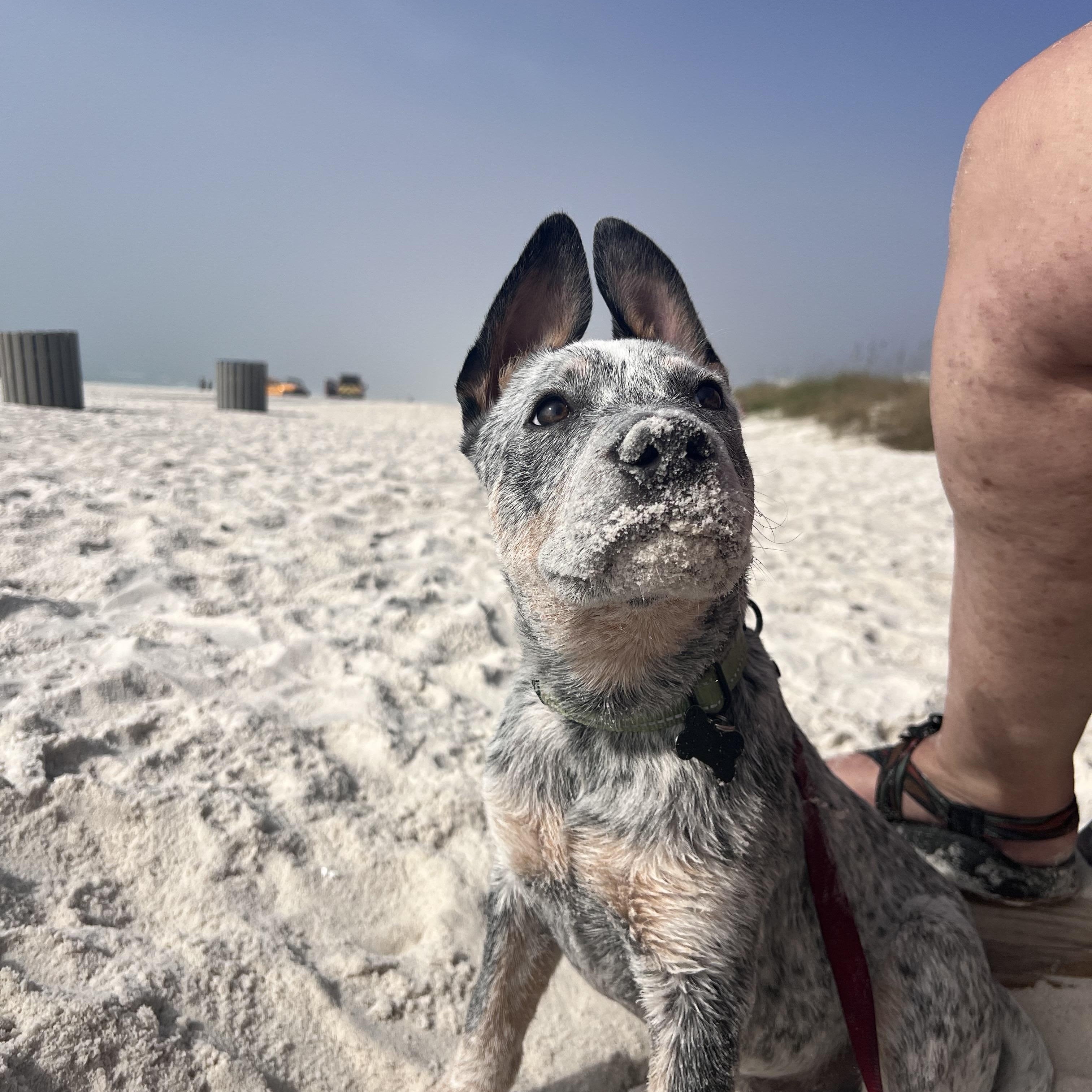 Enlarge Boris, a ADOPTABLE Australian Cattle Dog / Blue Heeler in Lexington, KY image 4/6