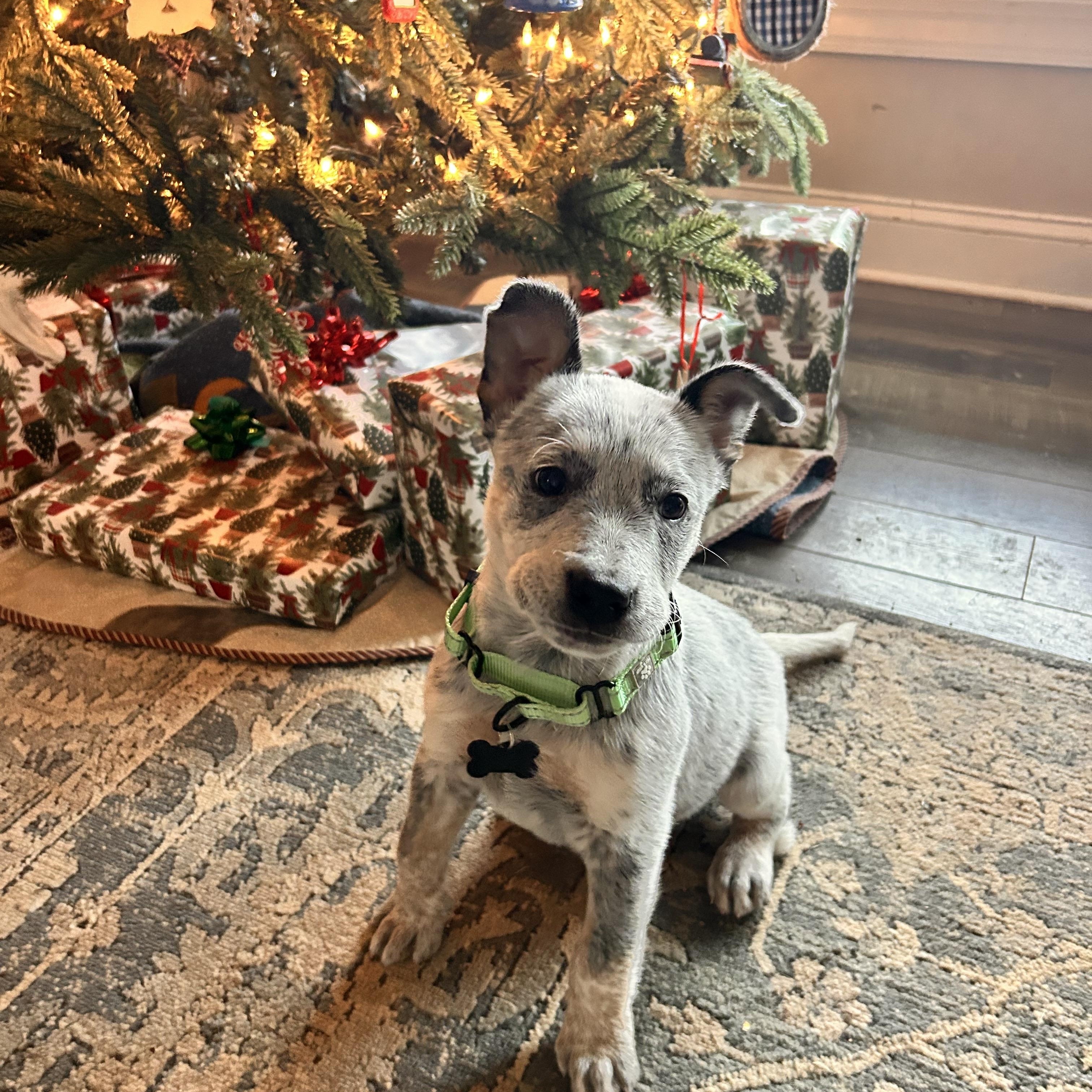 Enlarge Boris, a ADOPTABLE Australian Cattle Dog / Blue Heeler in Lexington, KY image 4/4