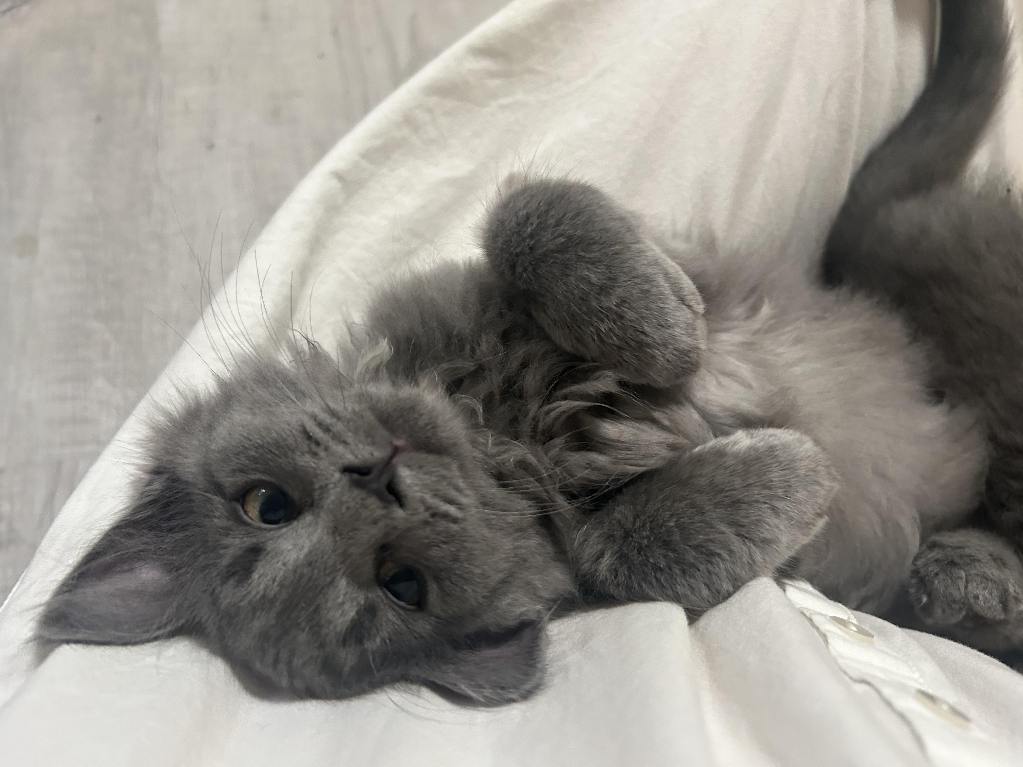 Simon, adopted, Kitten Male Domestic Medium Hair.