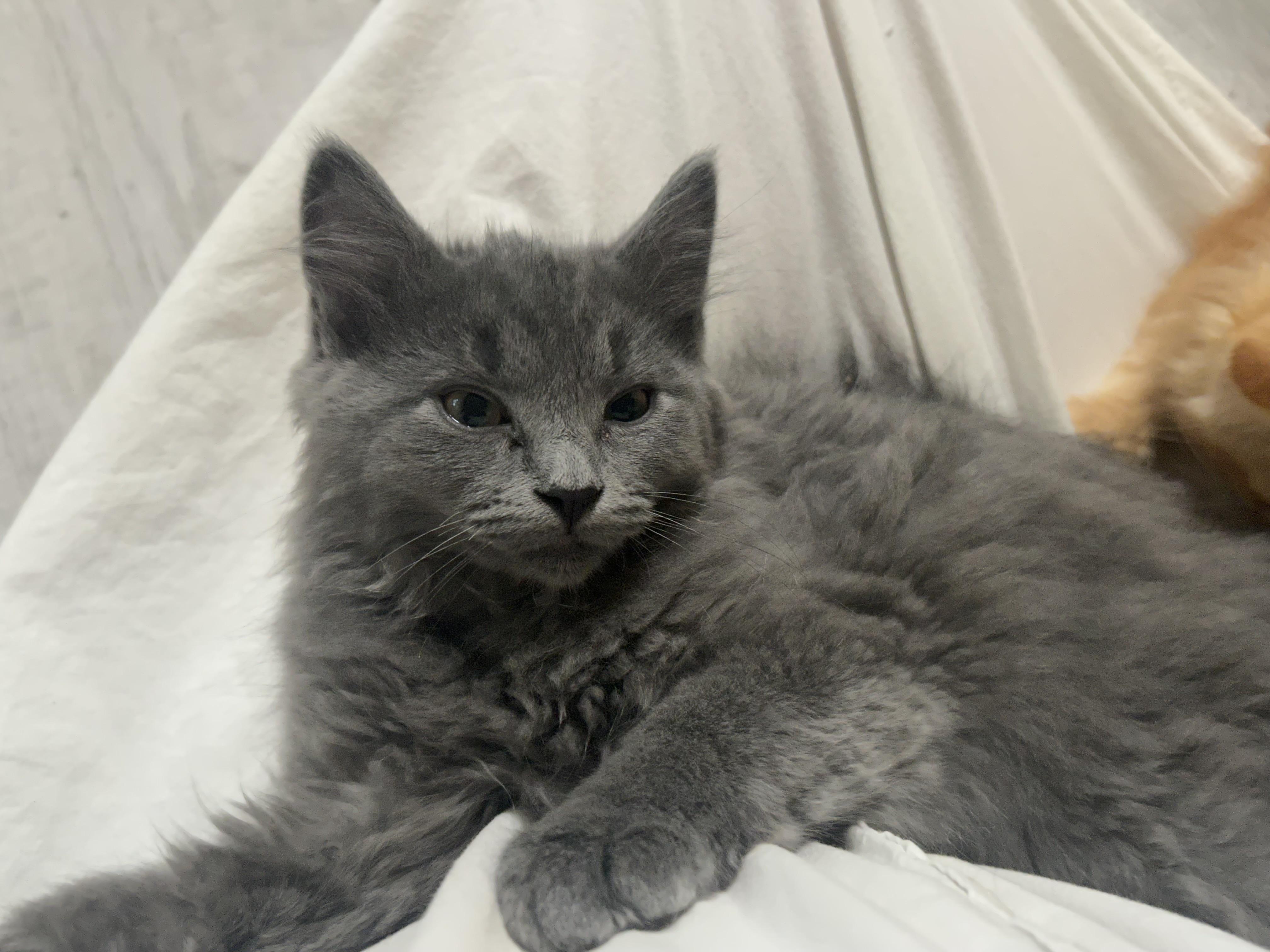 Simon, an adopted Domestic Medium Hair in Independence, OH image 2/2