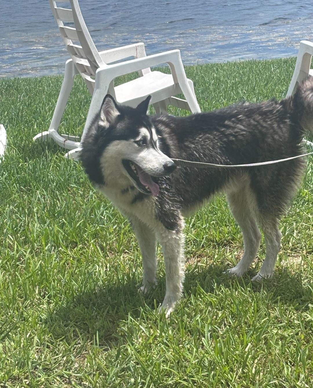 Lucky Siberian Husky Dog