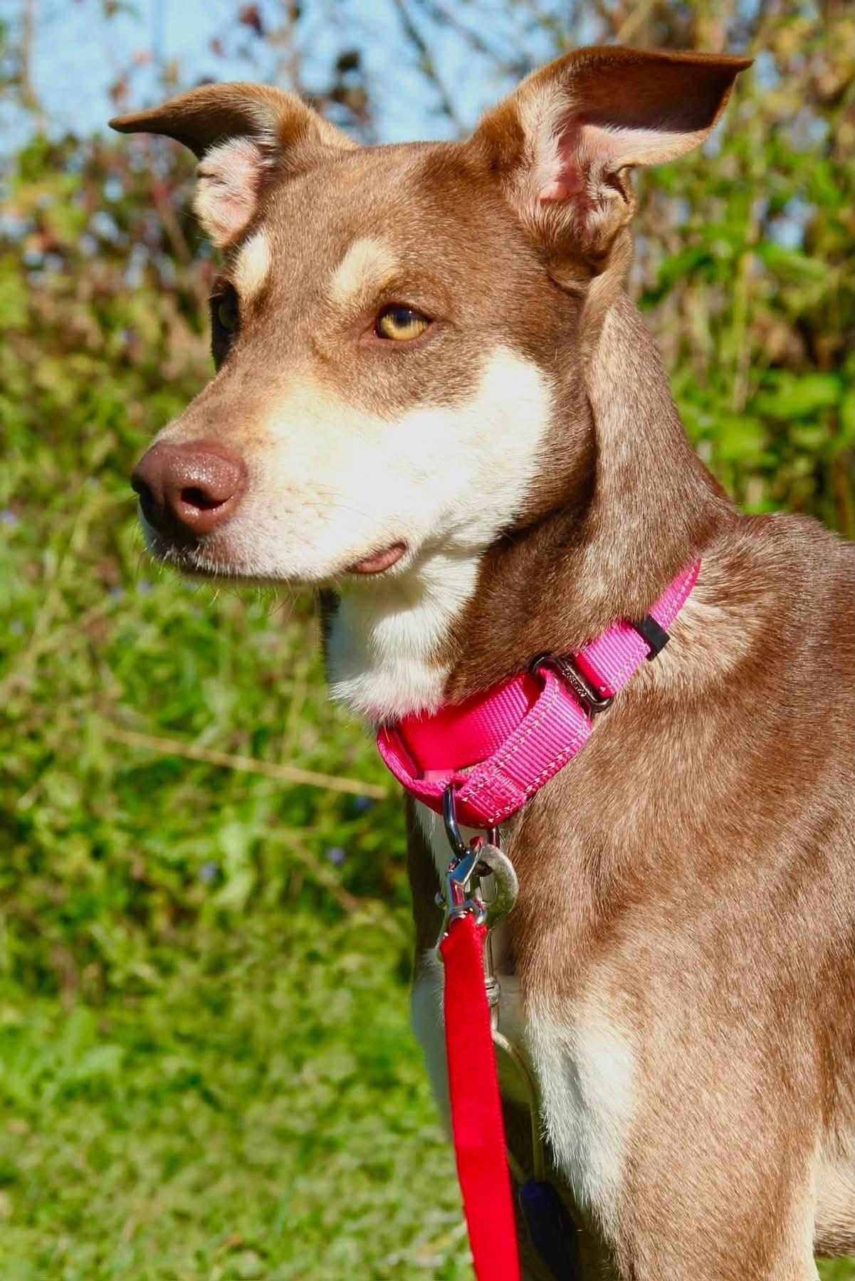 Enlarge Connie, a Adoptable Mixed Breed in Appleton, WI image 3/3