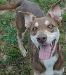 Connie, Adoptable, Adult Female Mixed Breed.