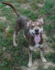 Enlarge Connie, a Adoptable Mixed Breed in Appleton, WI image 2/3