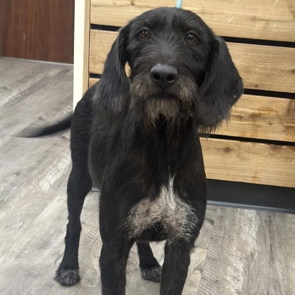 Enlarge Scout, a Adoptable mixed breed in Wadena, MN image 2/4