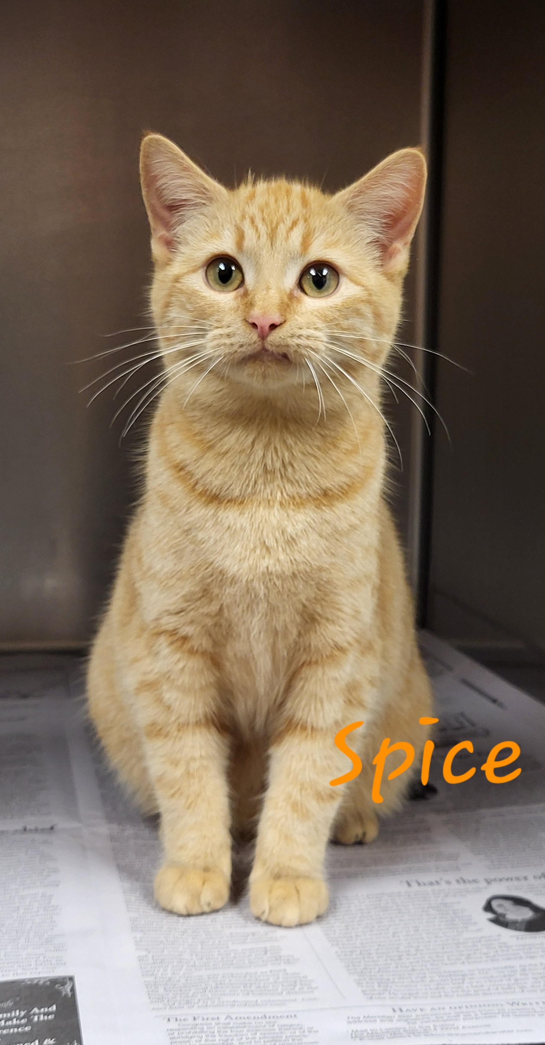 Enlarge Spice, a ADOPTABLE Domestic Short Hair in Marion, MS image 1/1