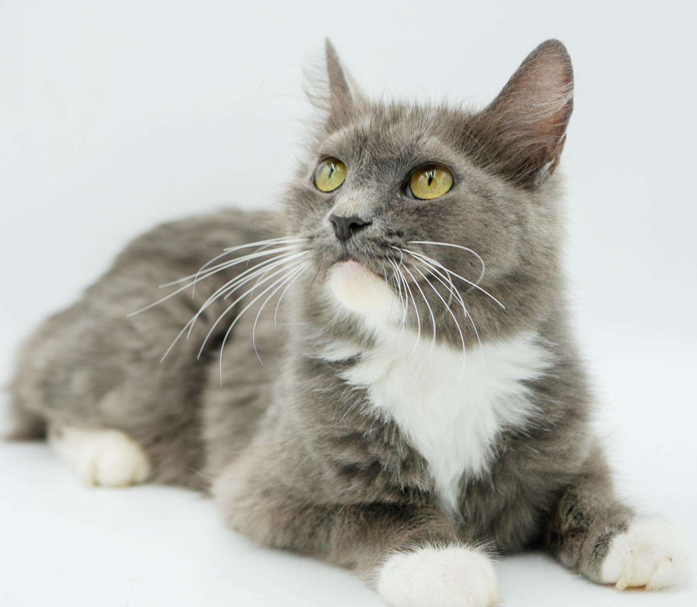 Angel Is Our Unbelievable thumbnail 3