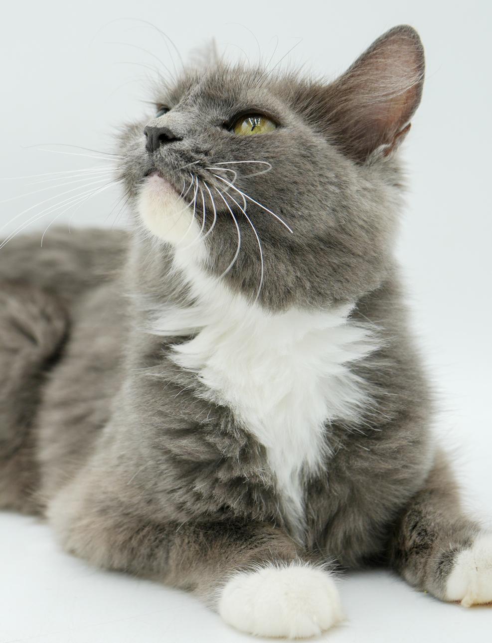 Angel Is Our Unbelievable thumbnail 6