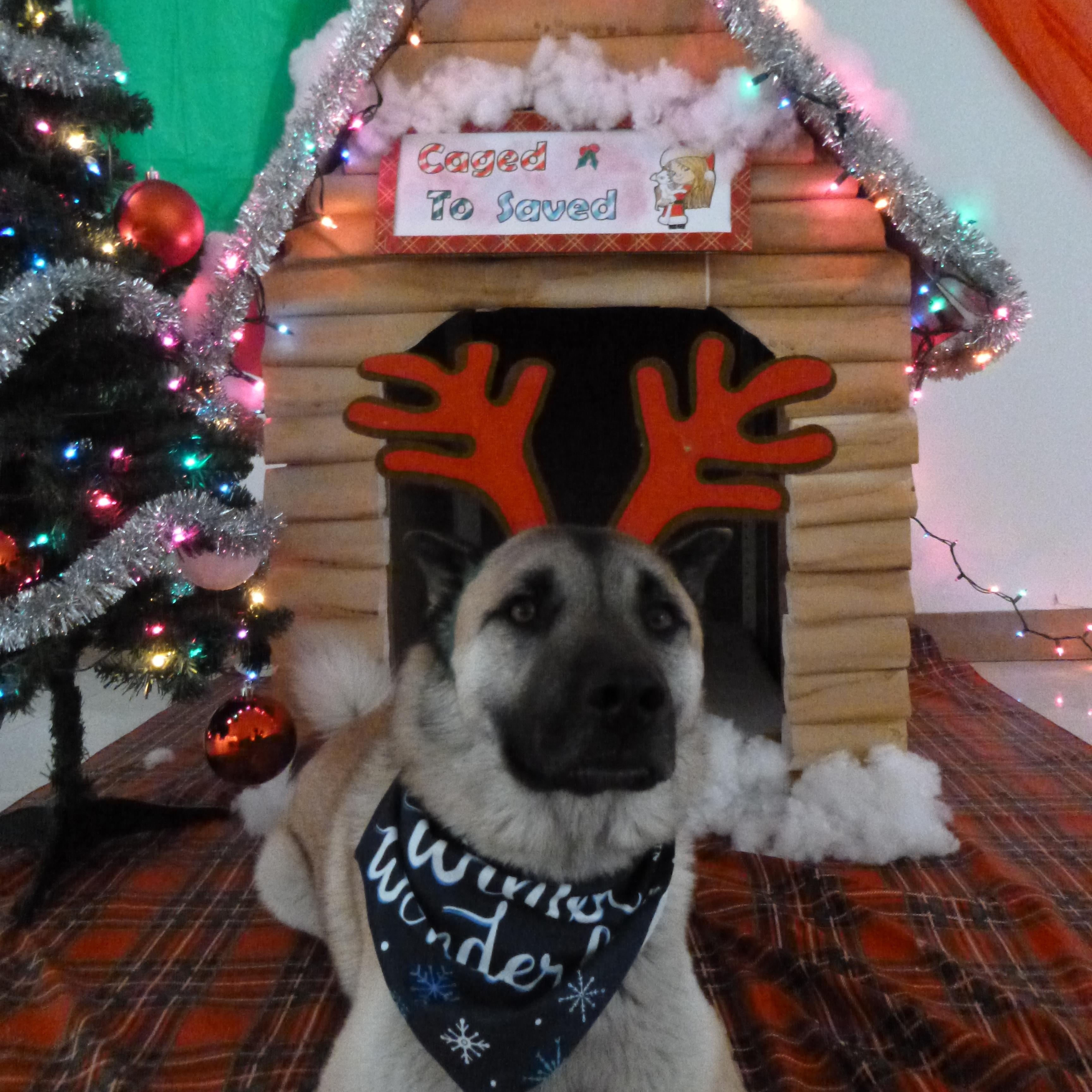 Biscotti, a Adoptable mixed breed in Rawlins, WY image 1/5