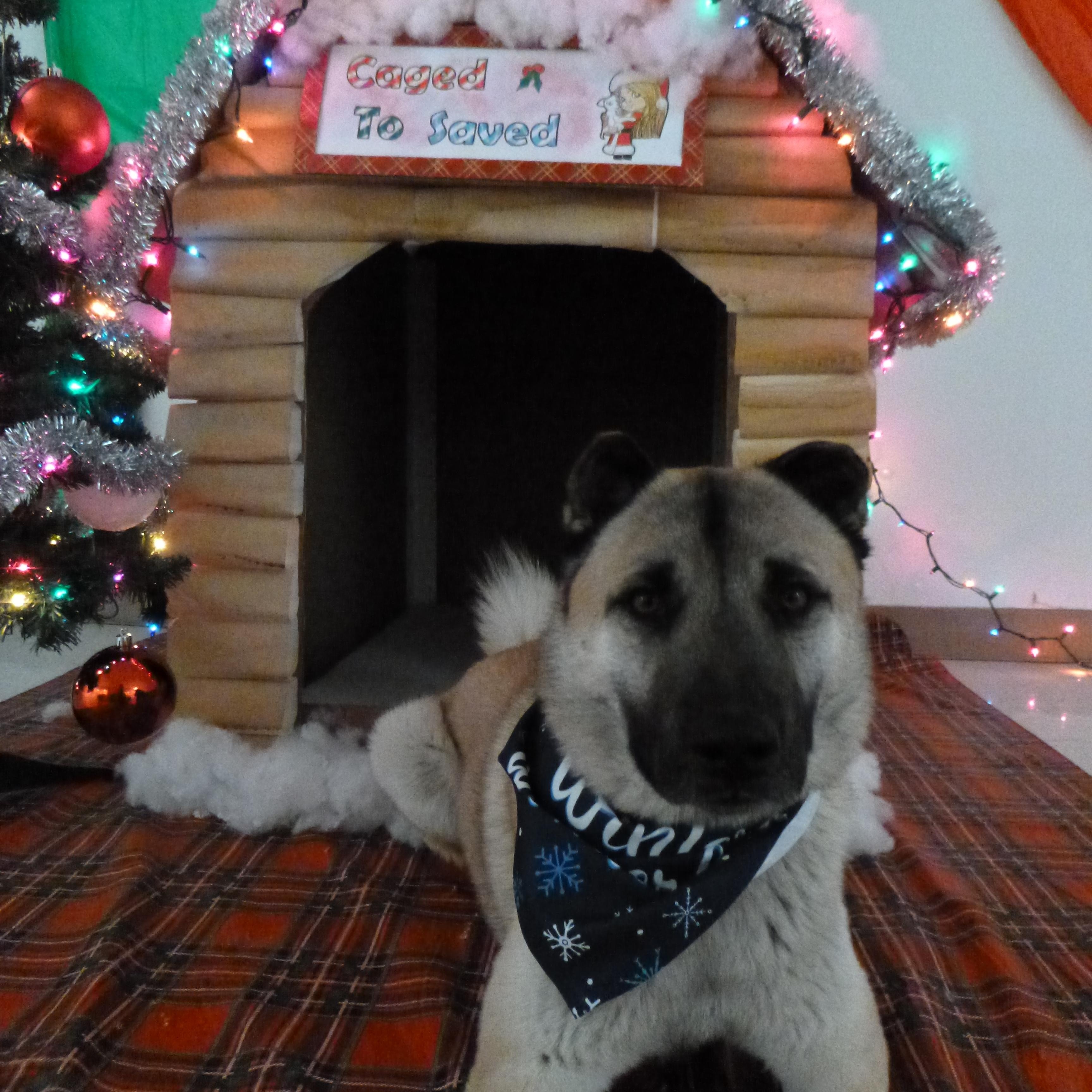 Biscotti, a Adoptable mixed breed in Rawlins, WY image 2/5