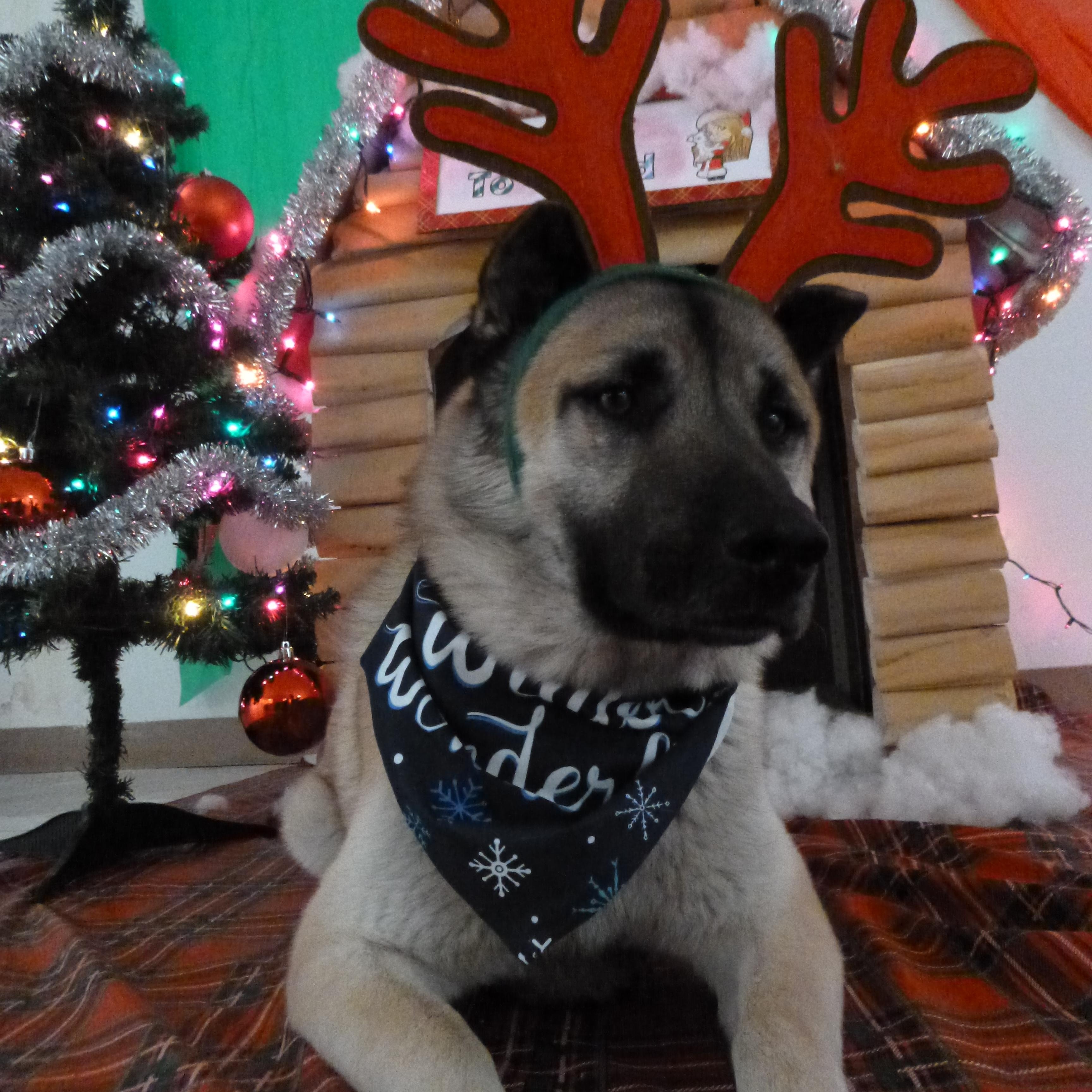 Biscotti, a Adoptable mixed breed in Rawlins, WY image 3/5