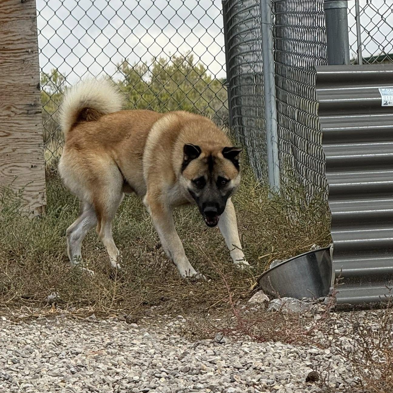 Biscotti, a Adoptable mixed breed in Rawlins, WY image 5/5
