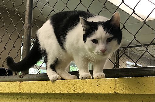 Marnie, a Adoptable Domestic Short Hair in Pottsville, PA image 1/4