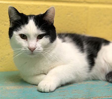 Marnie, a Adoptable Domestic Short Hair in Pottsville, PA image 2/4