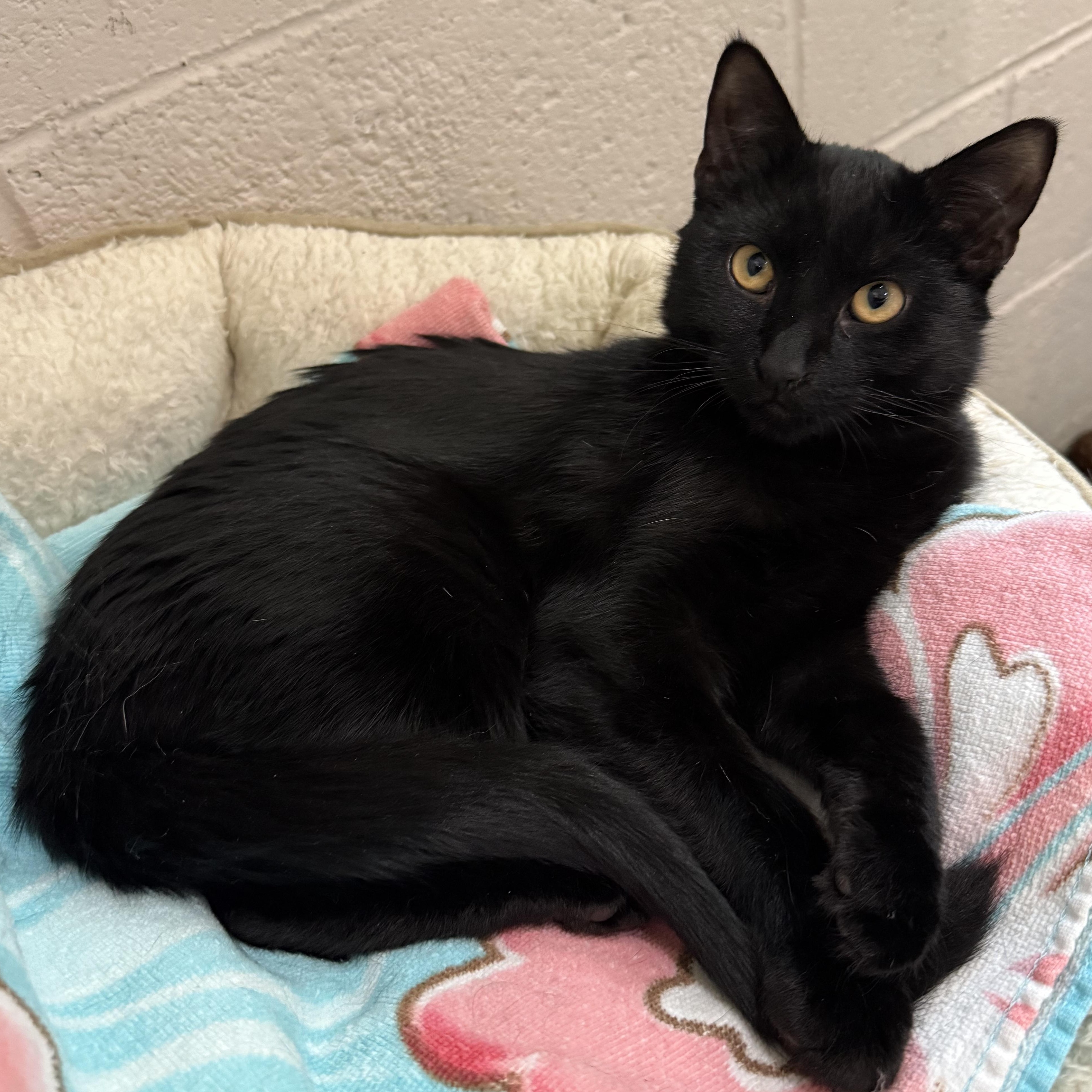 Spencer, adopted, Kitten Male Domestic Short Hair.