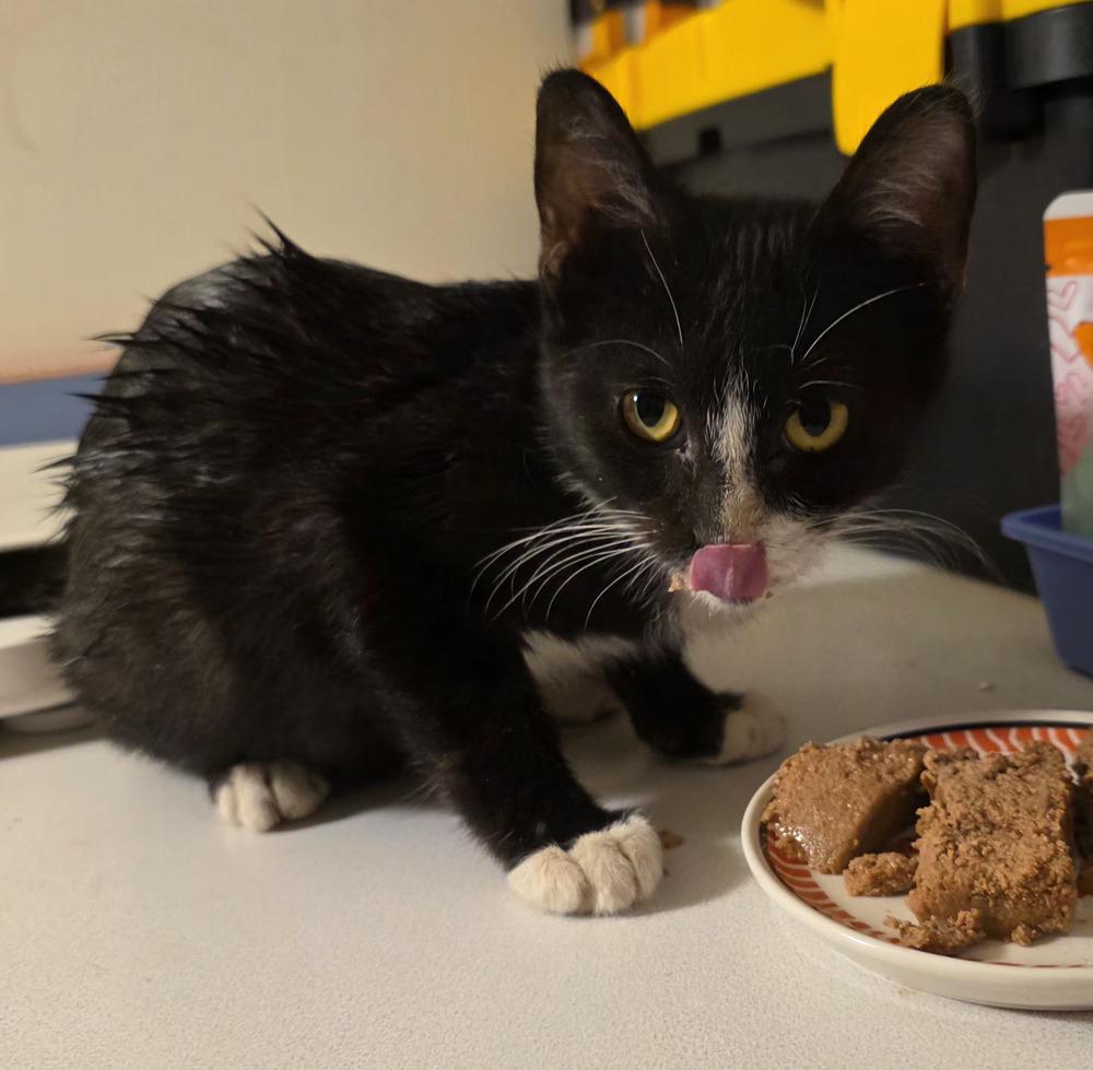 Gecko, Adoptable, Kitten Male Domestic Short Hair.