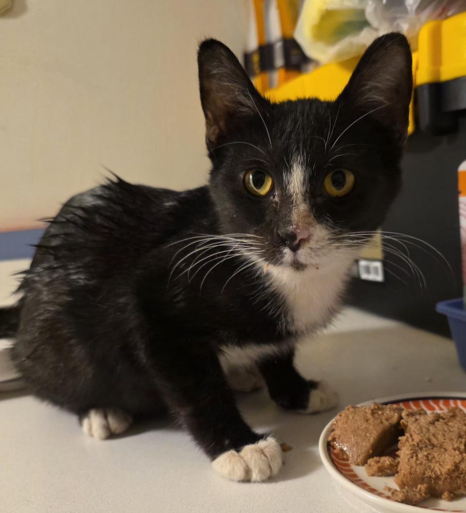 Enlarge Gecko, a Adoptable Domestic Short Hair in Metamora, IL image 2/2