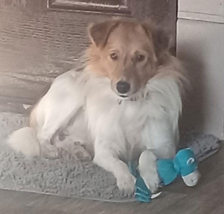 Duke, Adopted, Young Male Shetland Sheepdog / Sheltie.