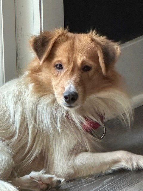 Duke, a Adopted Shetland Sheepdog / Sheltie in Fort Wayne, IN image 2/3