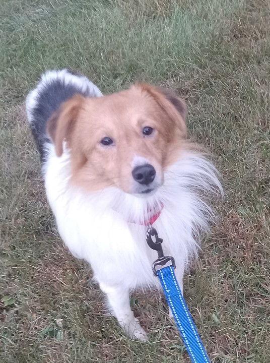 Duke, a Adopted Shetland Sheepdog / Sheltie in Fort Wayne, IN image 3/3