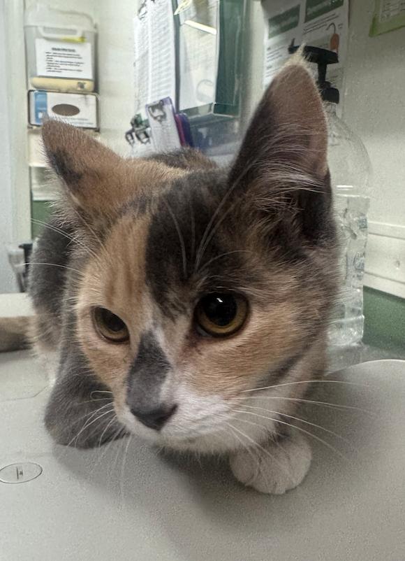 Nova Bright, adoptable, Kitten Female Domestic Short Hair.