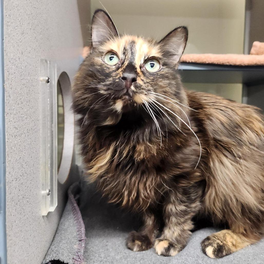Violet, Adoptable, Senior Female Domestic Medium Hair.