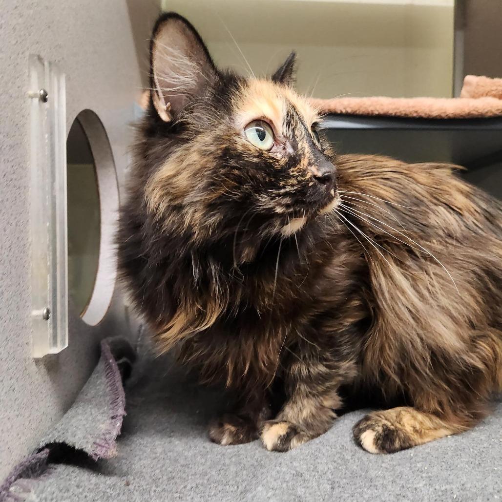 Enlarge Violet, a Adoptable Domestic Medium Hair in Colorado Springs, CO image 2/6