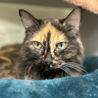 Enlarge Violet, a Adoptable Domestic Medium Hair in Colorado Springs, CO image 3/6