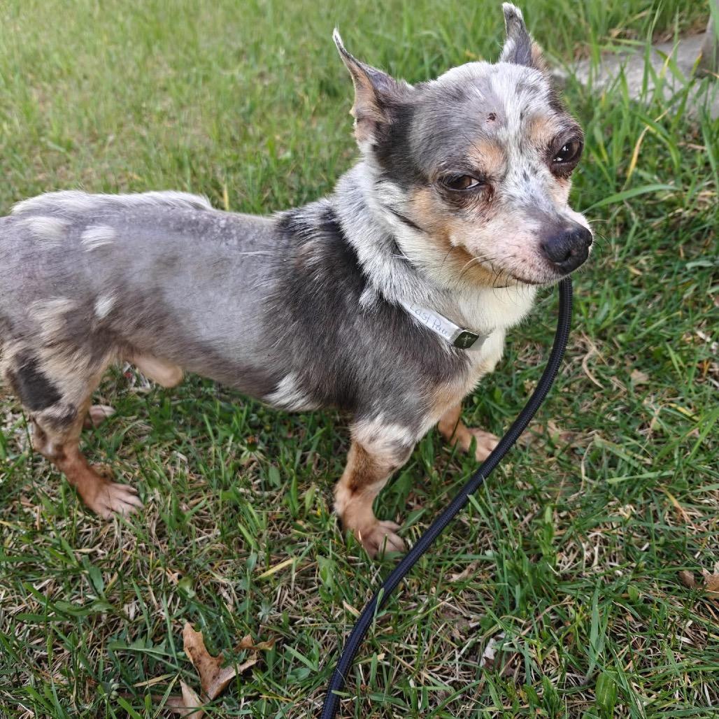 Bandit, Adoptable, Senior Male Mixed Breed.