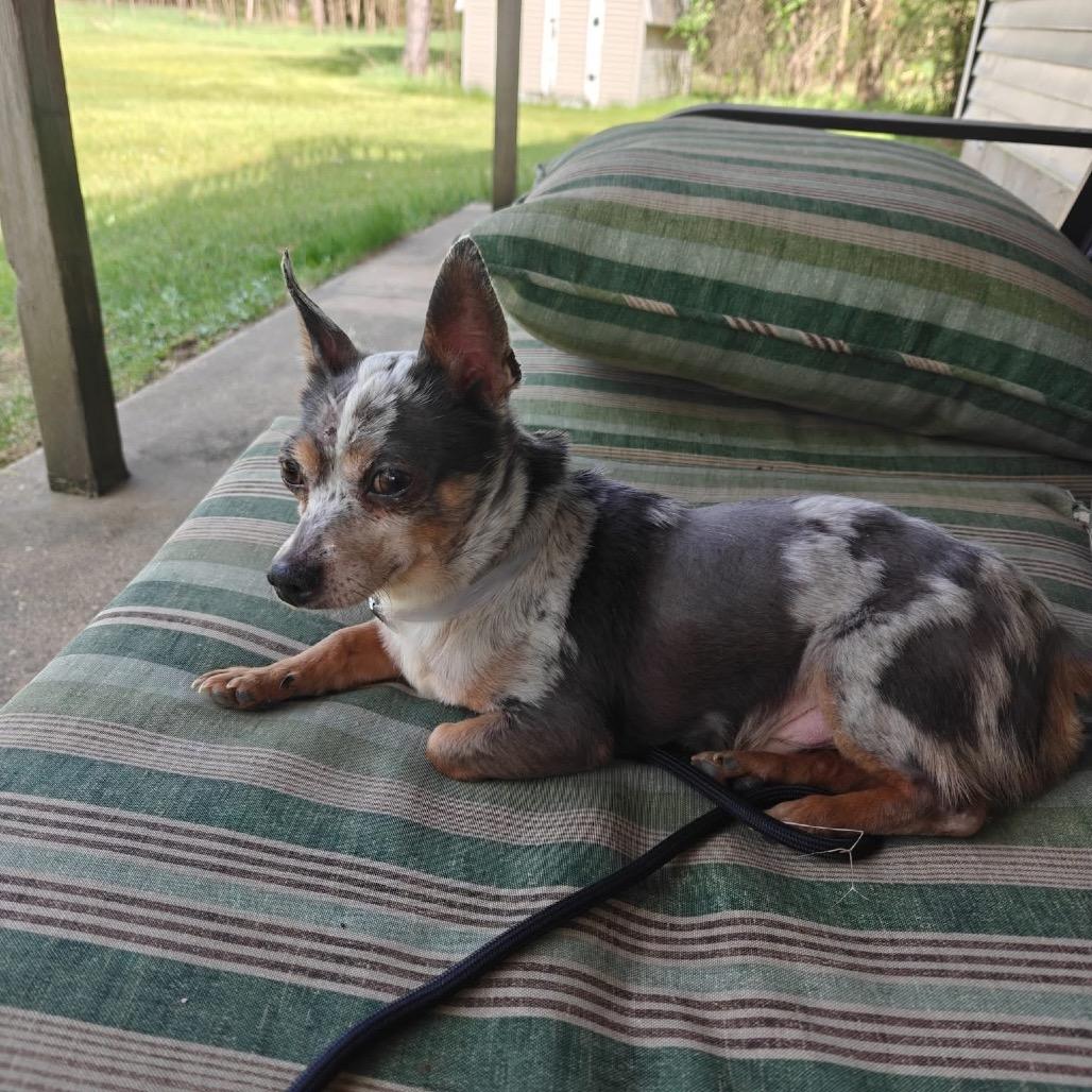 Bandit, a Adoptable Mixed Breed in Tomah, WI image 2/4