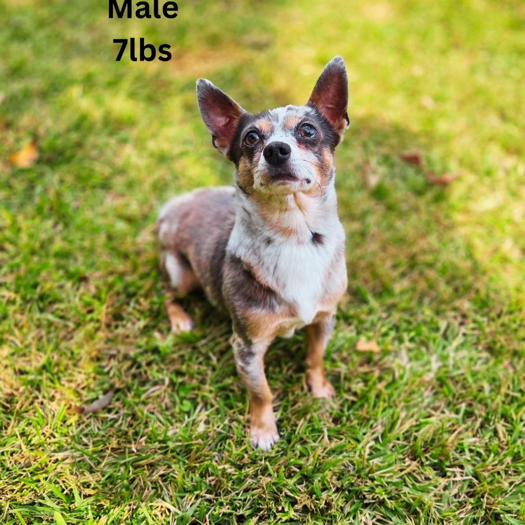 Bandit, a Adoptable Mixed Breed in Tomah, WI image 3/4