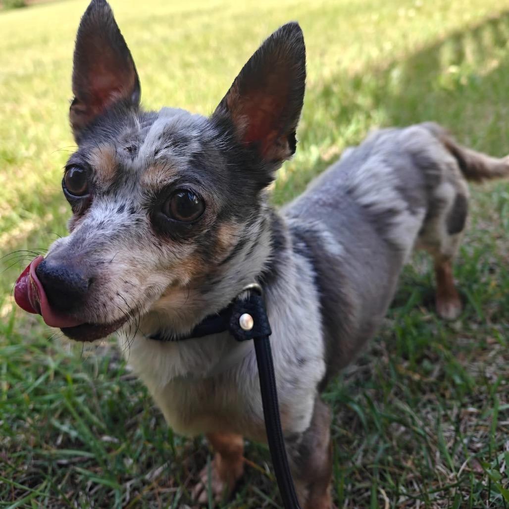 Bandit, a Adoptable Mixed Breed in Tomah, WI image 4/4