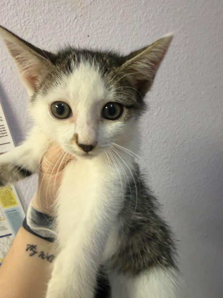 Enlarge Eduardo, a Adoptable mixed breed in New Braunfels, TX image 1/1