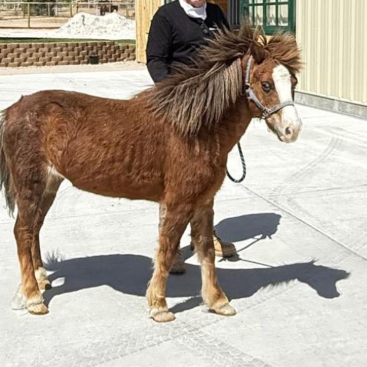 Dorrie, Adoptable, Senior Female Quarterhorse & Quarterhorse.