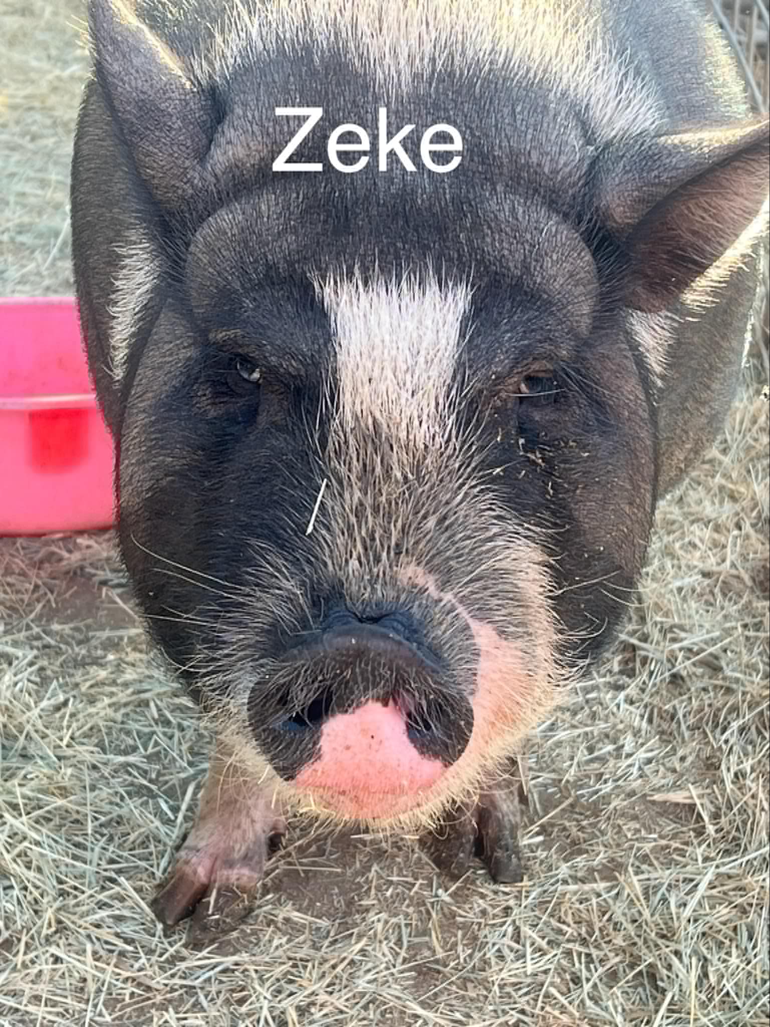 Enlarge Zeke, a Adoptable Vietnamese Pot Bellied in Ramona, CA image 1/1