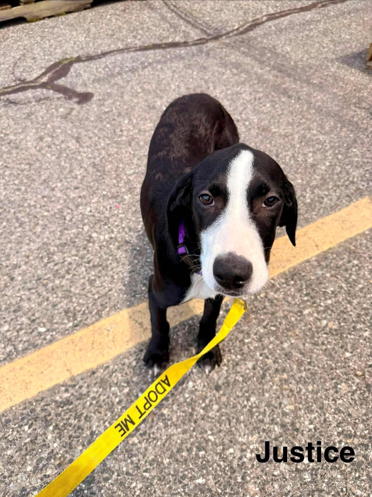 Enlarge JUSTICE, a Adoptable Labrador Retriever in Pomfret Center, CT image 2/3