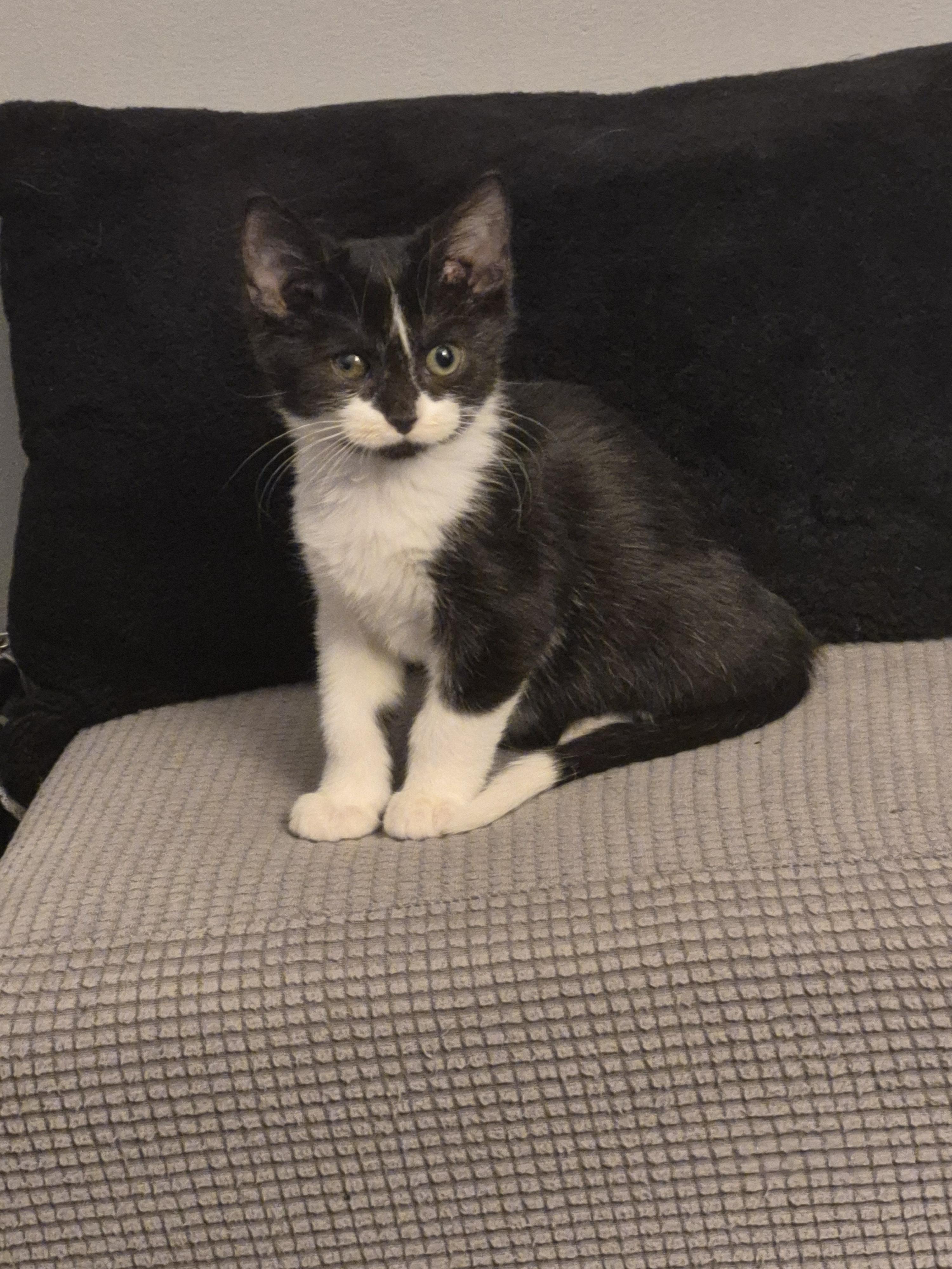 Itty Bitty, Adoptable, Kitten Male Domestic Long Hair.