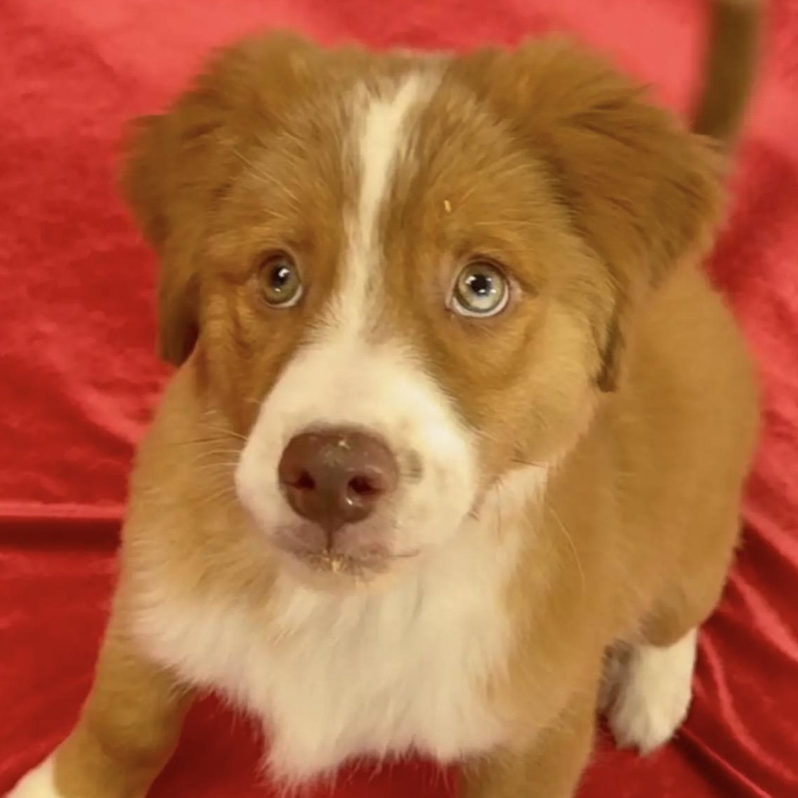 Shaz , ADOPTABLE, Puppy Female Australian Shepherd.