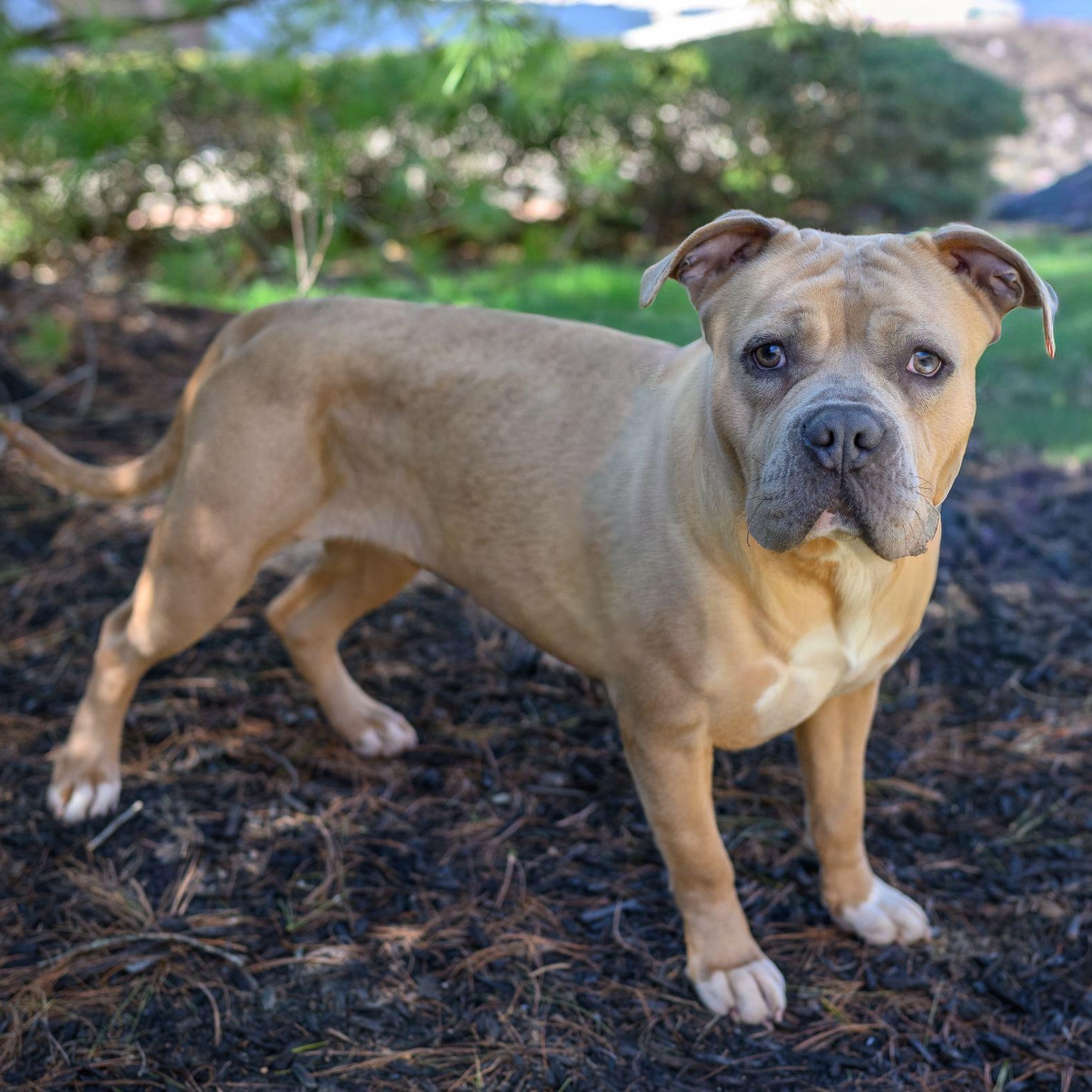 Enlarge SARA, an adopted Pit Bull Terrier in Hamilton, NJ image 4/4