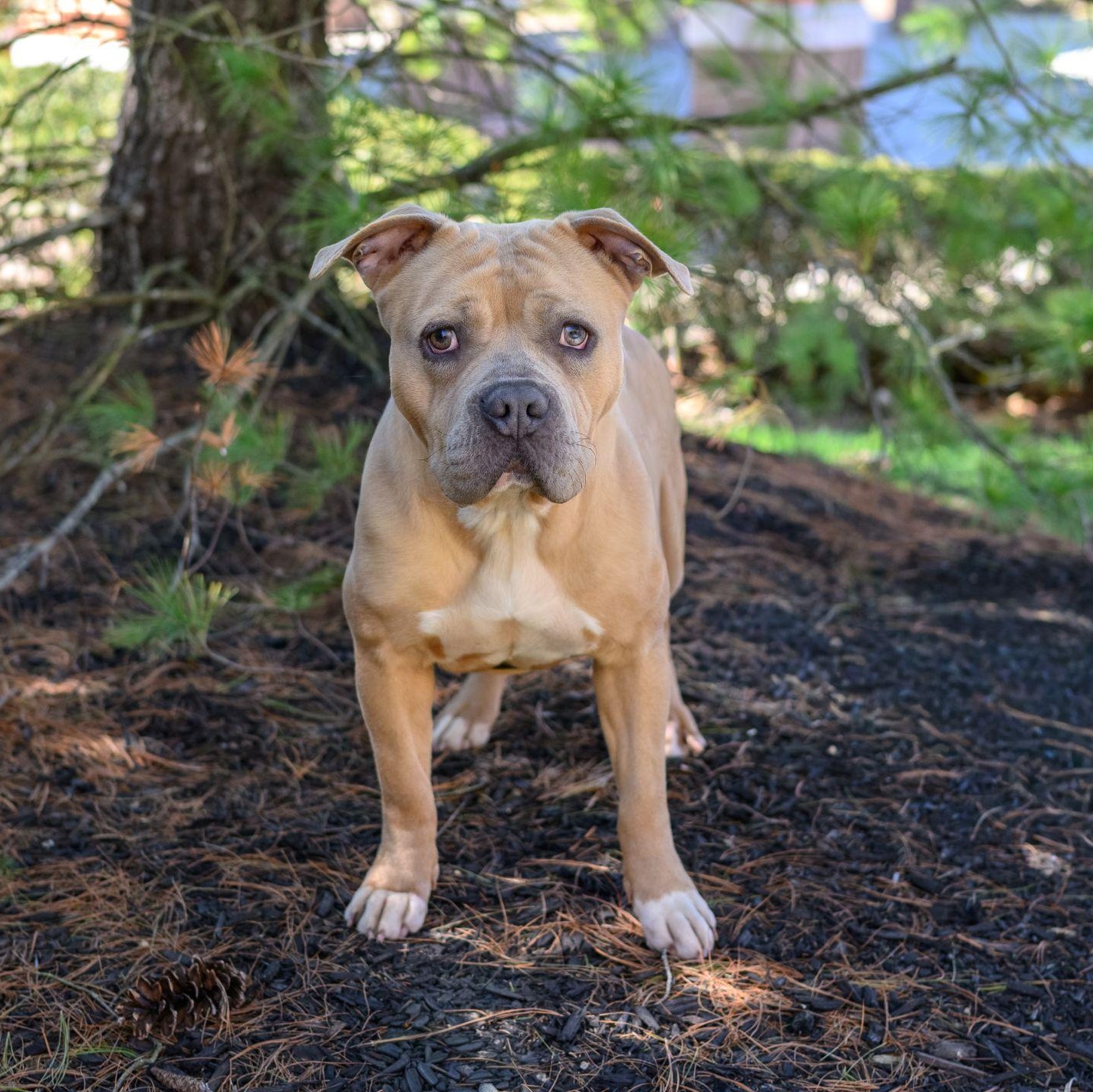 Enlarge SARA, an adopted Pit Bull Terrier in Hamilton, NJ image 3/4
