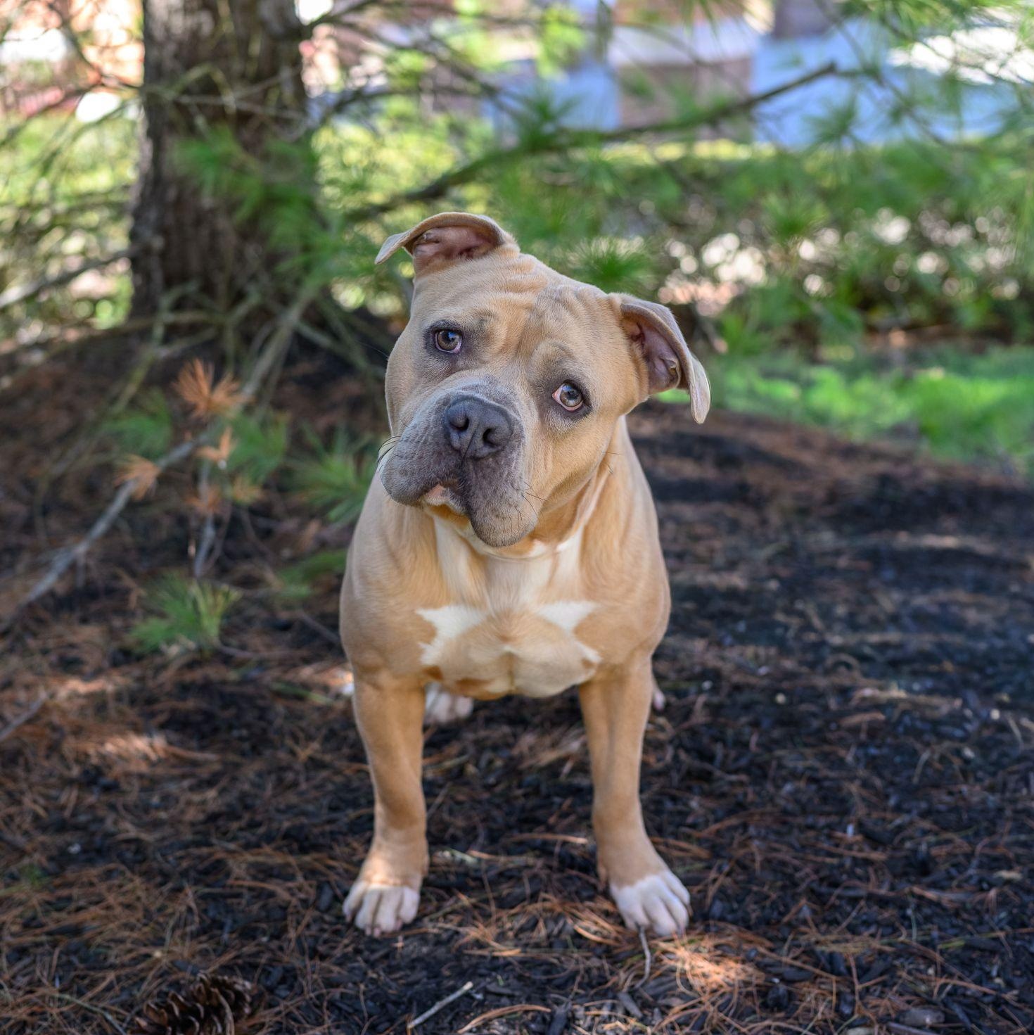 Enlarge SARA, an adopted Pit Bull Terrier in Hamilton, NJ image 2/4