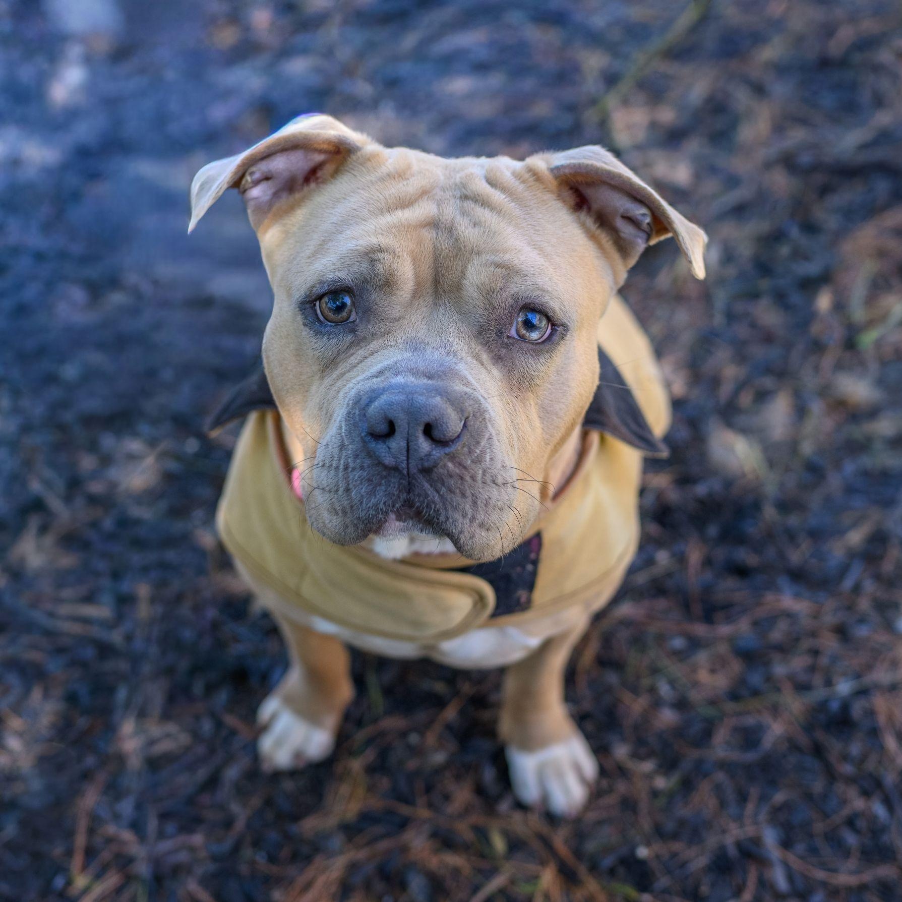 SARA, adopted, Young Female Pit Bull Terrier.