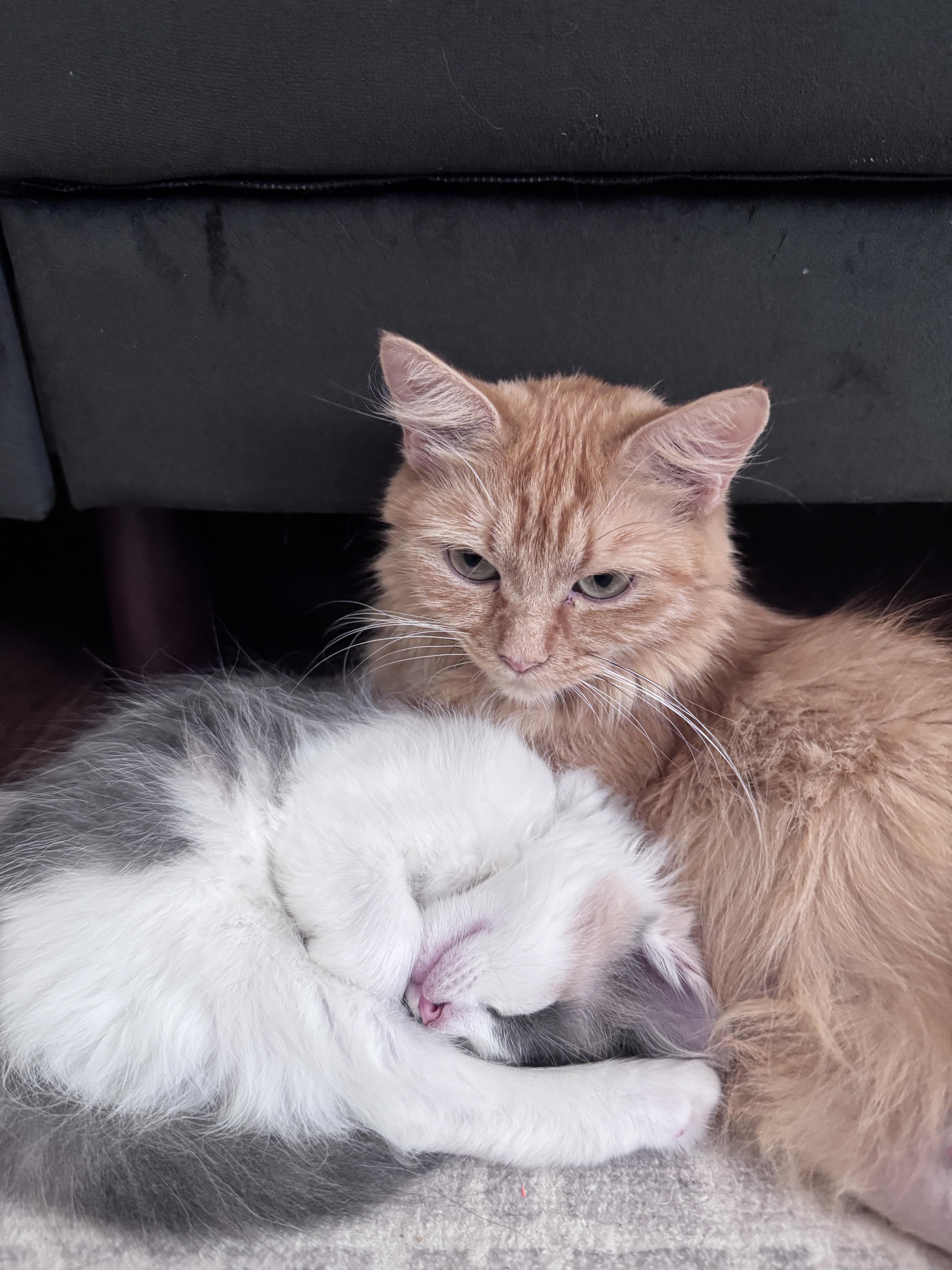 Honey, a ADOPTABLE Domestic Long Hair in Pittsboro, NC image 2/3