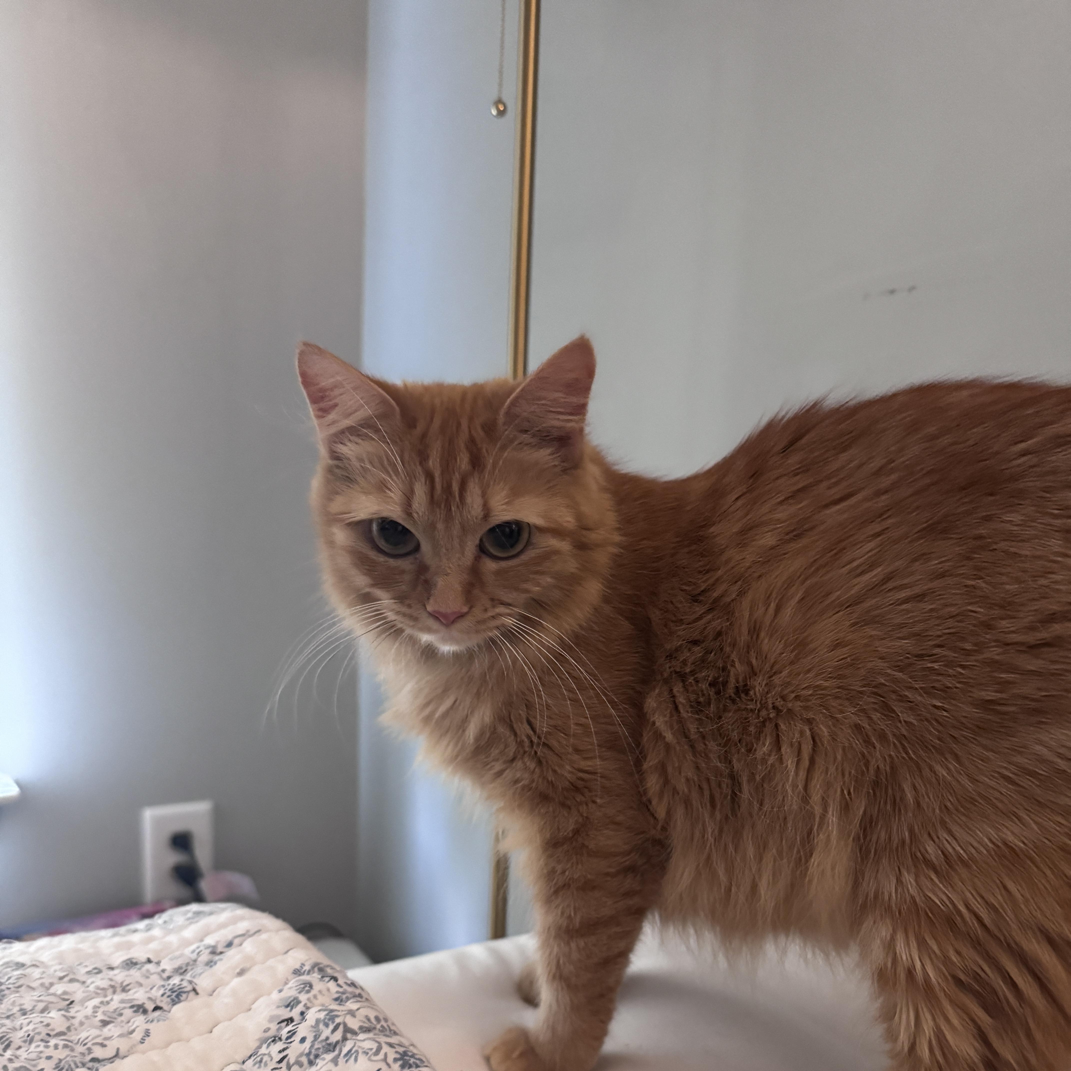 Honey, ADOPTABLE, Young Female Domestic Long Hair.