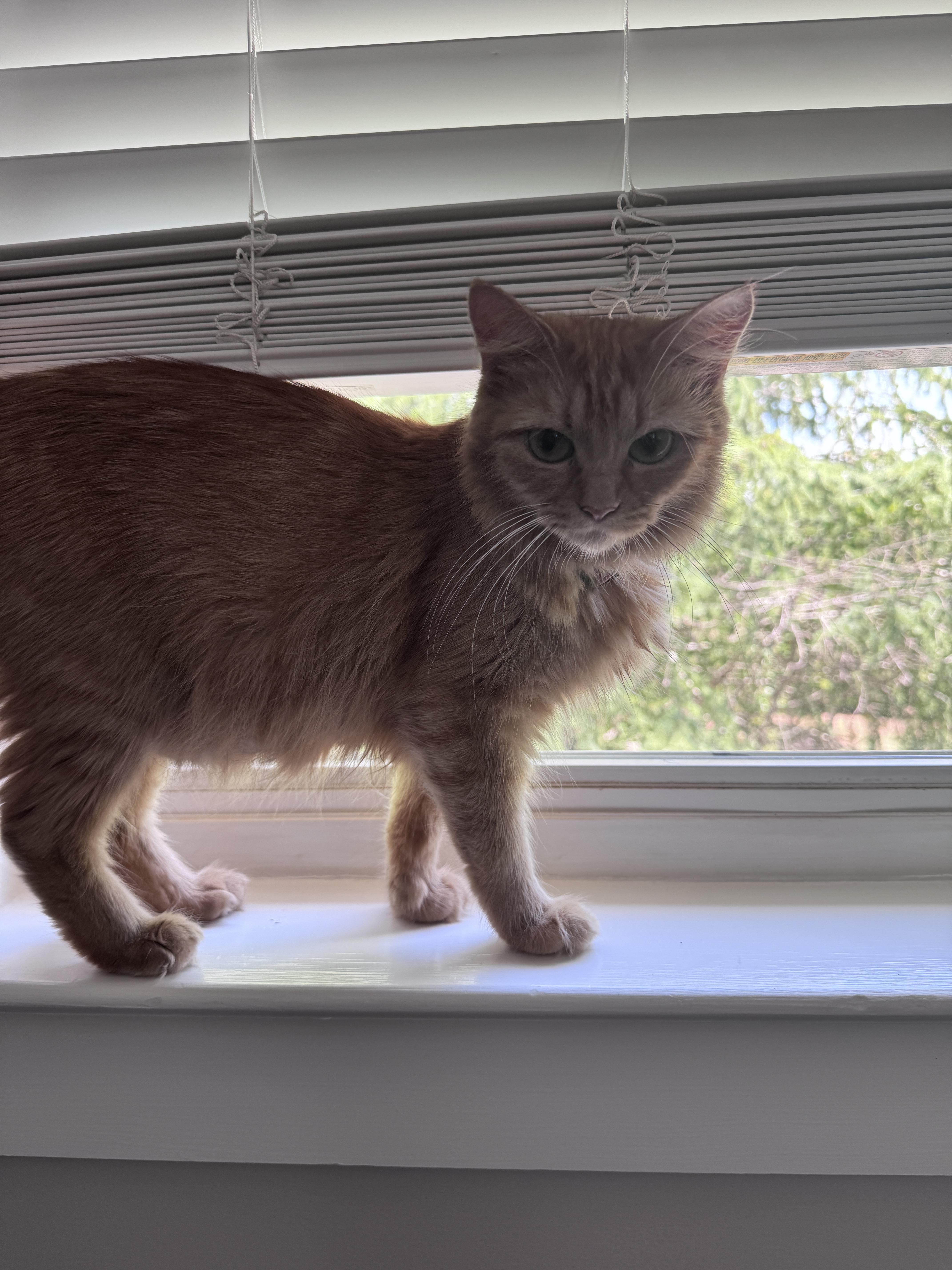 Honey, a ADOPTABLE Domestic Long Hair in Pittsboro, NC image 3/3