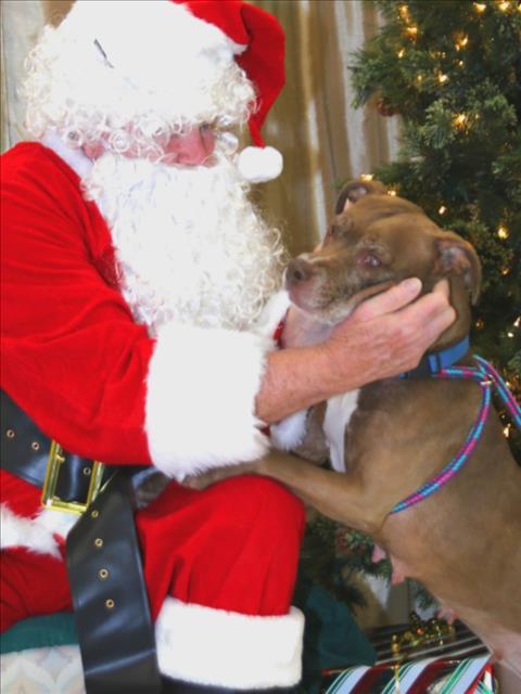 JAMBALAYA, Adoptable, Adult Female Pit Bull Terrier.