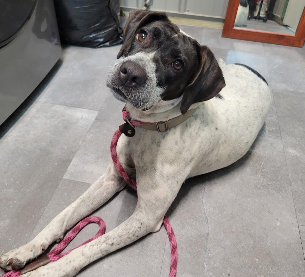 Cookie, ADOPTABLE, Young Female English Pointer.